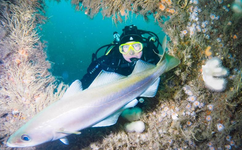A diver, under water with marine life