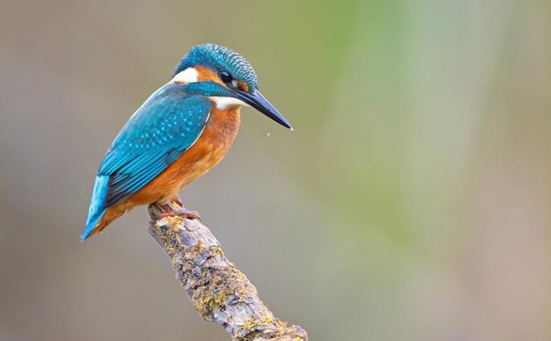 Kingfisher bird