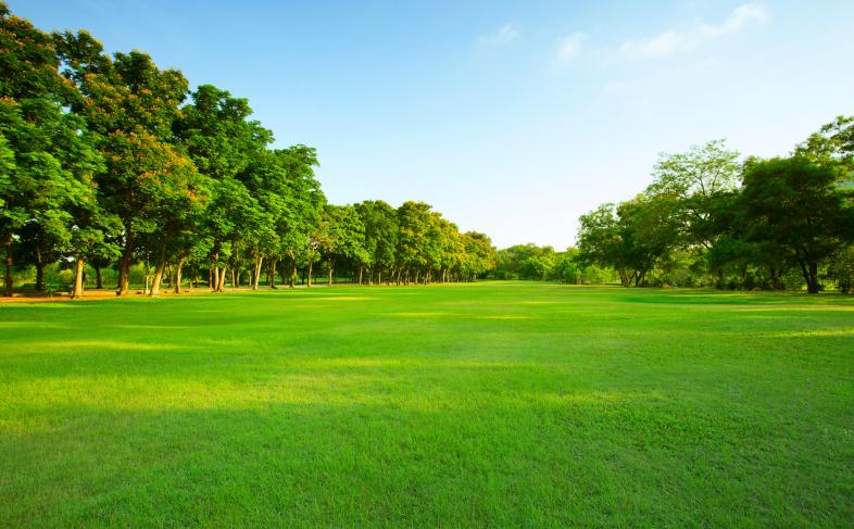 A sunny landscape with a large grassy field and a row of trees under a clear blue sky.