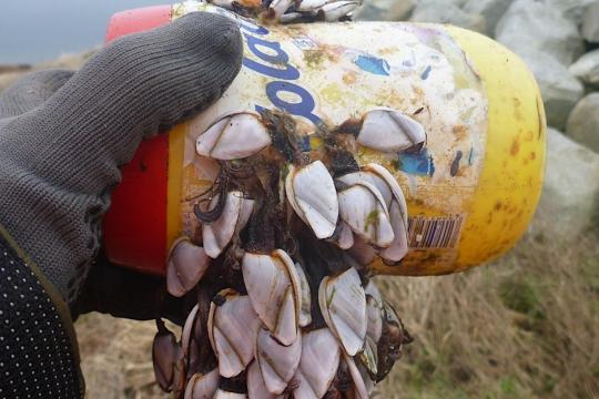 Discarded plastic tub with marine life growth 