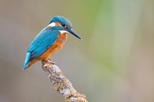 Kingfisher bird