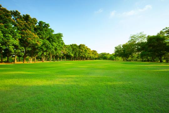 A sunny landscape with a large grassy field and a row of trees under a clear blue sky.