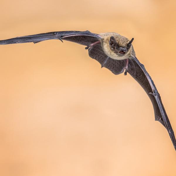 Pipistrelle bat in flight